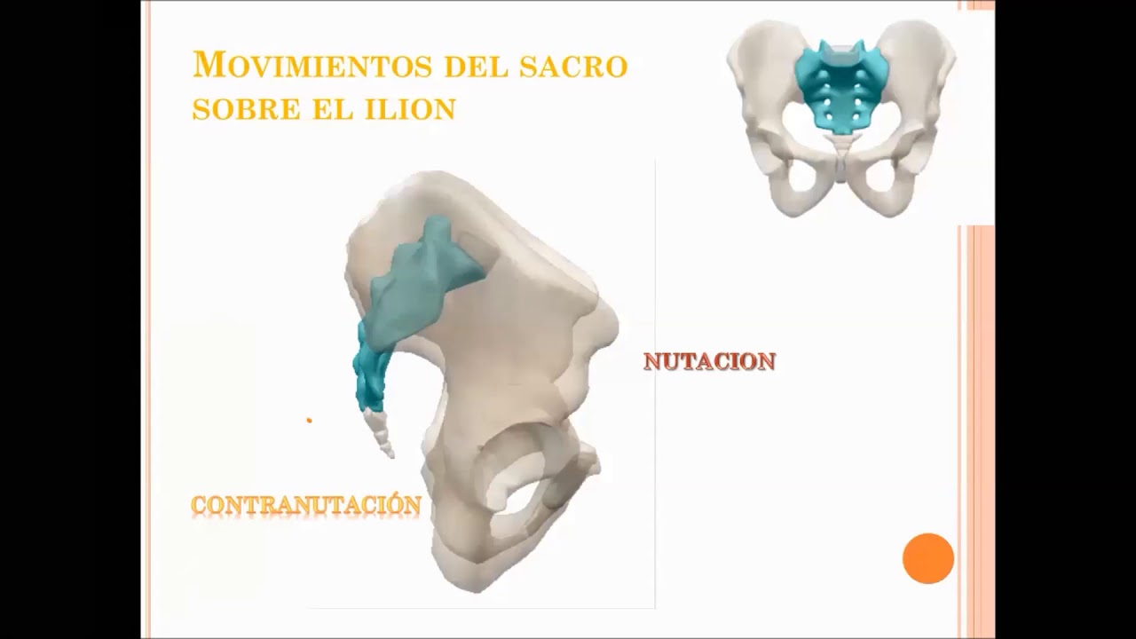 Movimientos de la Cintura Pélvica