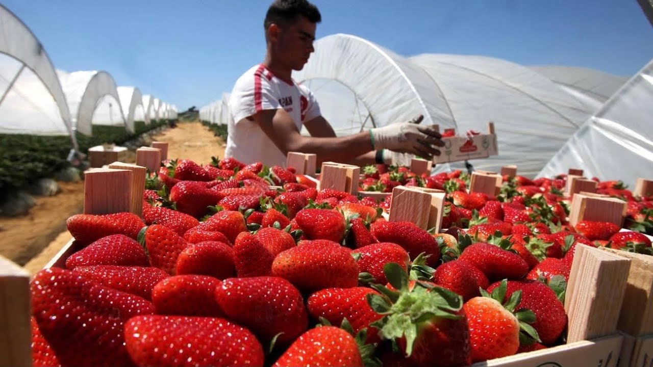INCREÍBLE COSECHA DE FRESA POR CONTRATO EN FLORIDA - AWESOMELY STRAWBERRY SEASON 🍓