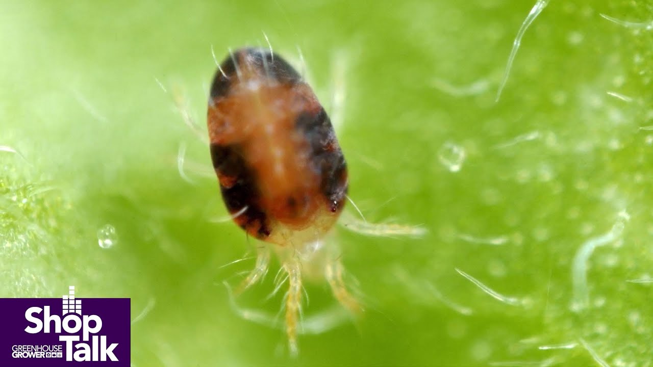 The Earliest Warning Sign for Twospotted Spider Mite in the Greenhouse Is Knowing Your Crop