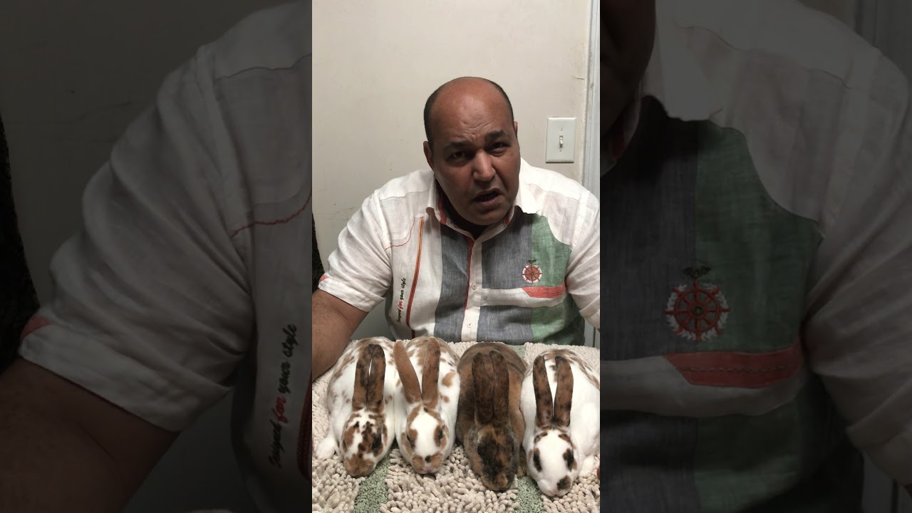 الادويه البيطريه والبشريه  المستخدمه  في علاج الامراض التنفسية والمعويه في الارانب