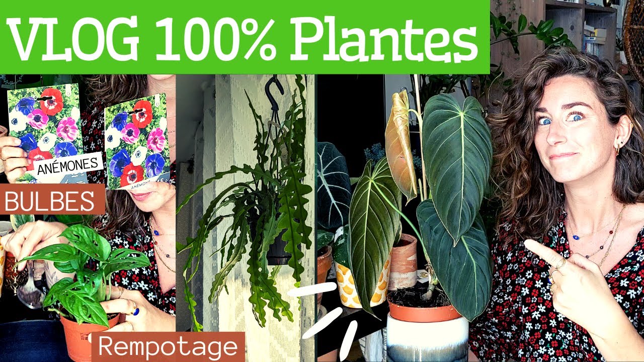 2 Nouvelles PLANTES, Bulbes, Rempotage & Blabla plantes, Philo melano & Cactus zigzag ! #plantaddict