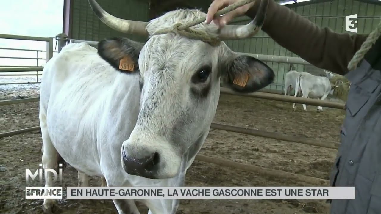 ANIMAUX   En Haute Garonne, la vache Gasconne est une star