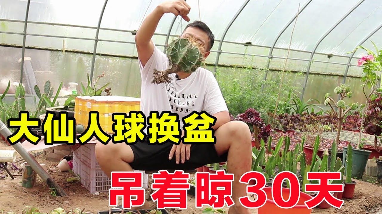 大仙人球換盆，吊著晾它30天，掌握上盆技巧，快速長根不黑腐【養花匠小齊 】