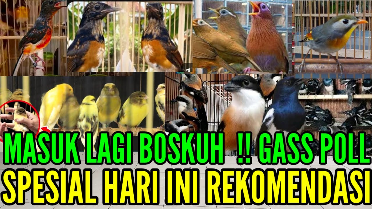 🔥 BONGKAR LAGI ! MURAI, KACER, KENARI, PENTET, ROBIN, SANMA, WAMBI, ANIS DLL 0838-7553-6945