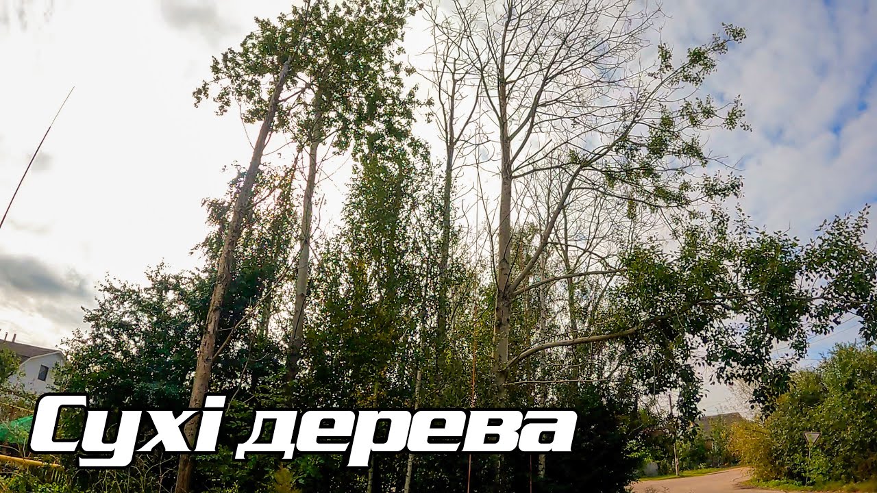 Декілька дерев з пня