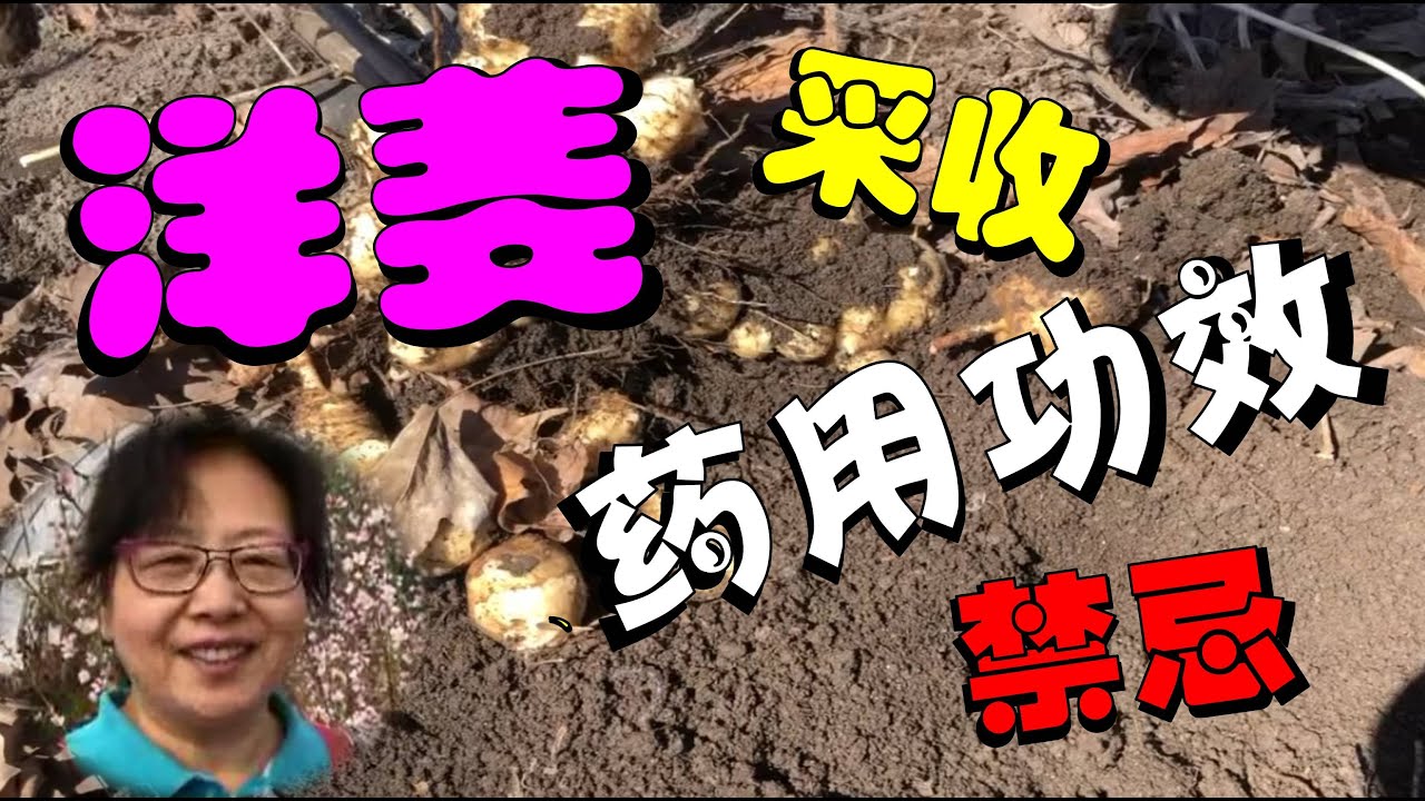【安娜種植園】044春挖洋姜正当时 药用功效及禁忌