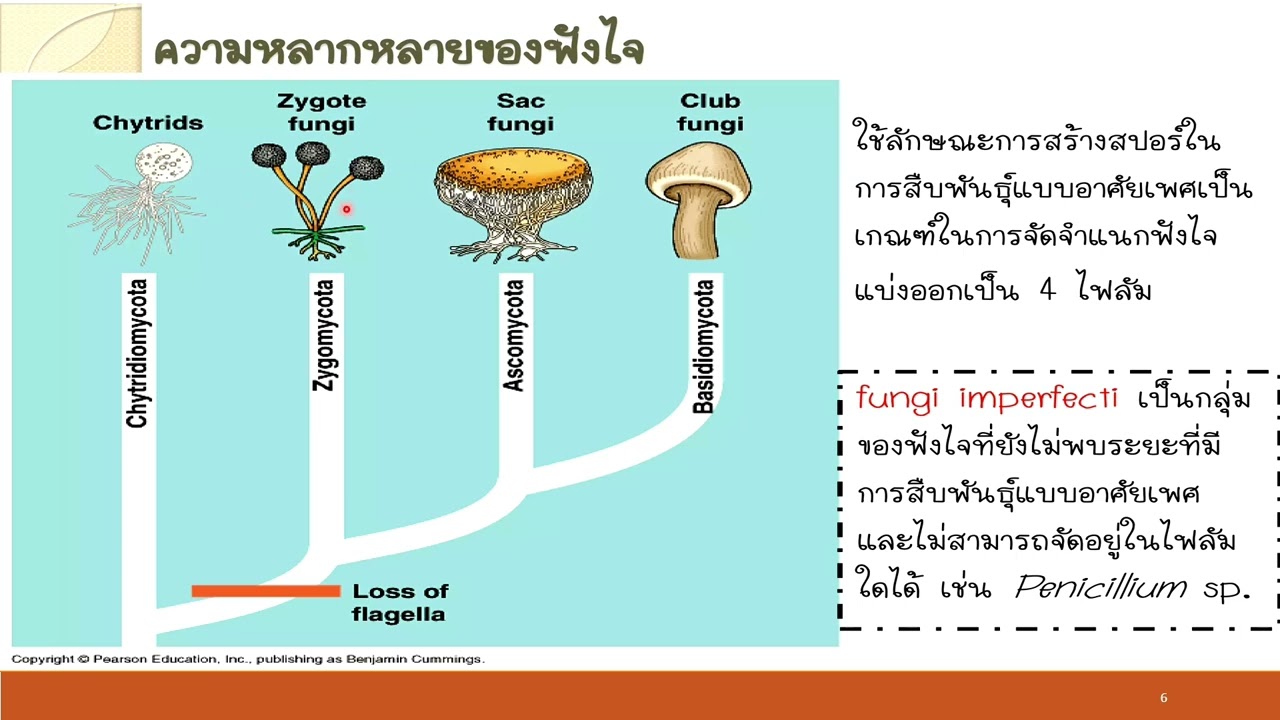 16 กุมภาพันธ์ ค.ศ. 2026