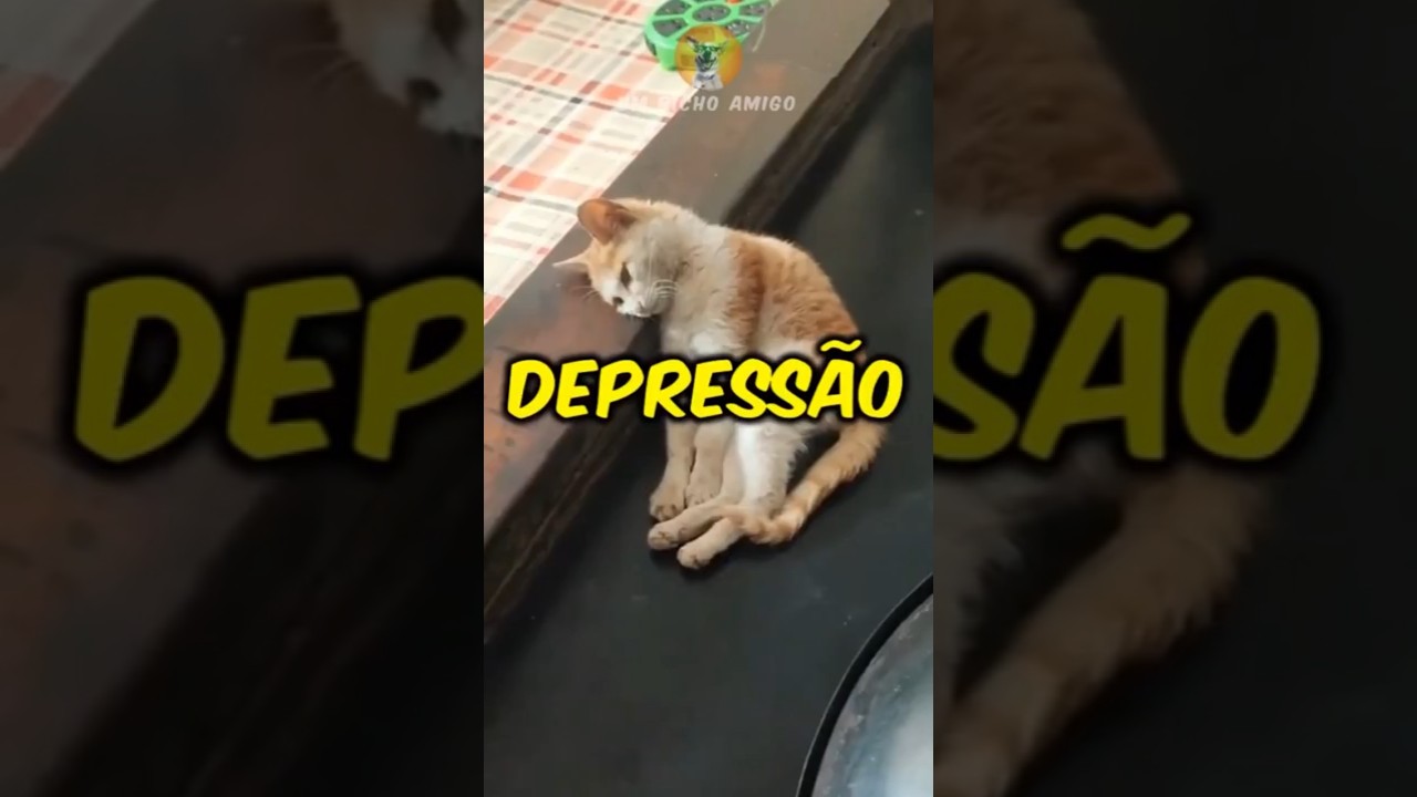 4 sinais de que seu gato est&aacute; com depress&atilde;o!