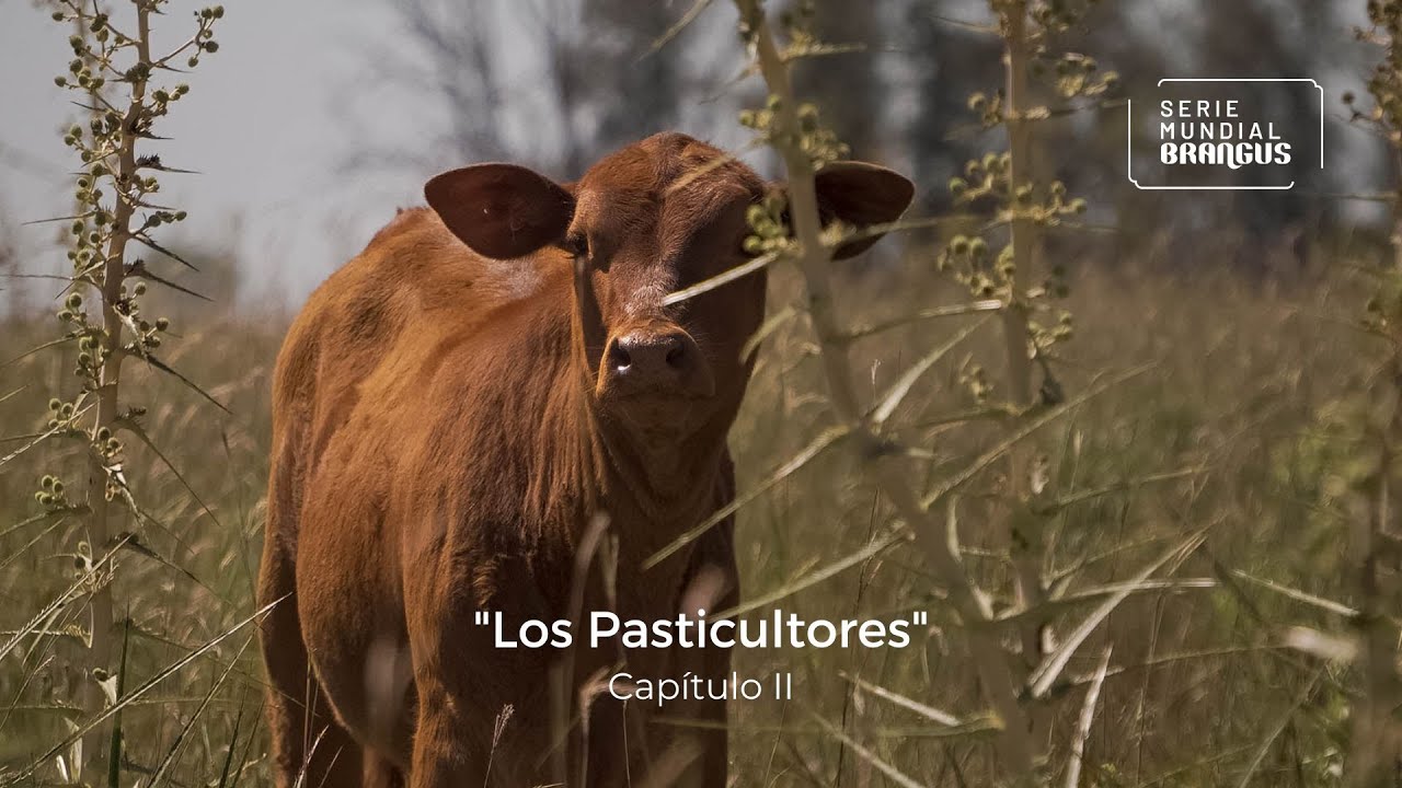 Capítulo II • Ita Sirí • 