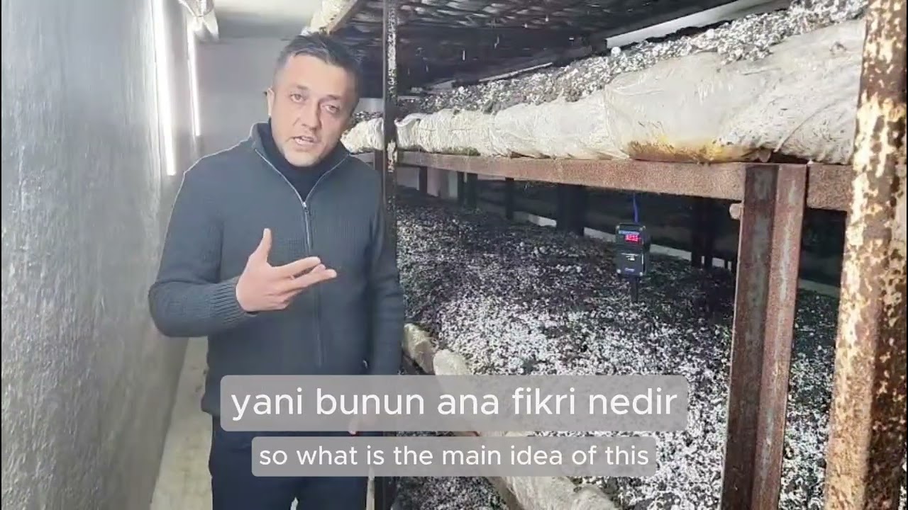 Türkiye’deki çiftliklerde miselyum