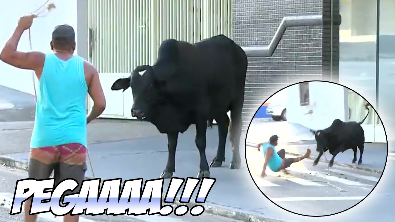 Pega o Bicho 😂 A Saga do Boi Preto 🐂