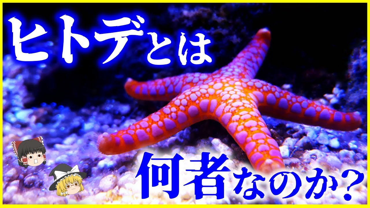【ゆっくり解説】脳がない⁉生態系に大きな影響を&hellip;⁉「ヒトデ」とは何者なのか？を解説/キーストーン種⁉有性生殖も無性生殖も出来る生殖腺刺激ホルモン