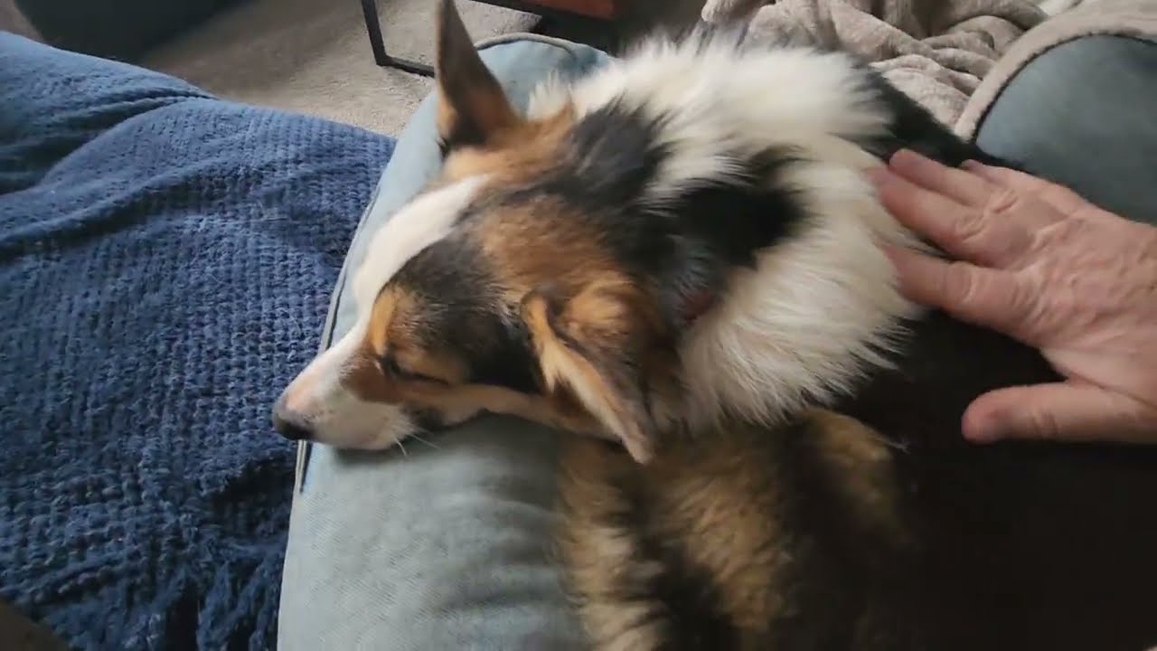 Relax and pet a Corgi