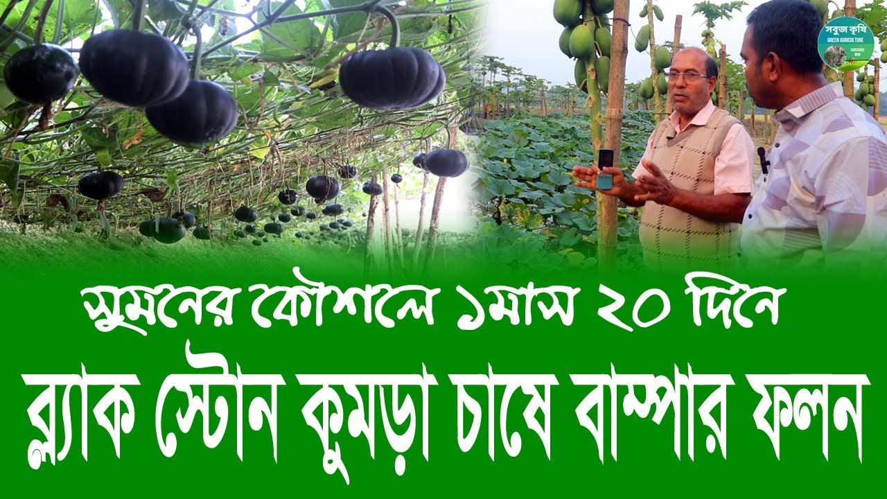সুমনের কৌশলে ১মাস ২০ দিনে ব্ল্যাক স্টোন কুমড়া চাষে বাম্পার ফলন | Pumpkin Black Stone | সবুজ কৃষি