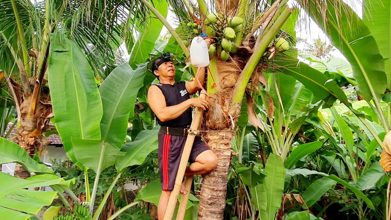 Cara Lengkap Membuat Tuak Nira Kelapa Enau 2021