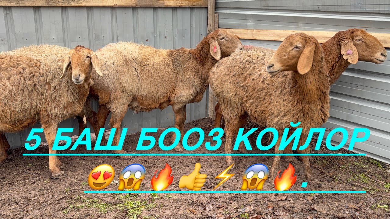 Бооз чоң чоң гигант койлор сатылат 0704070605