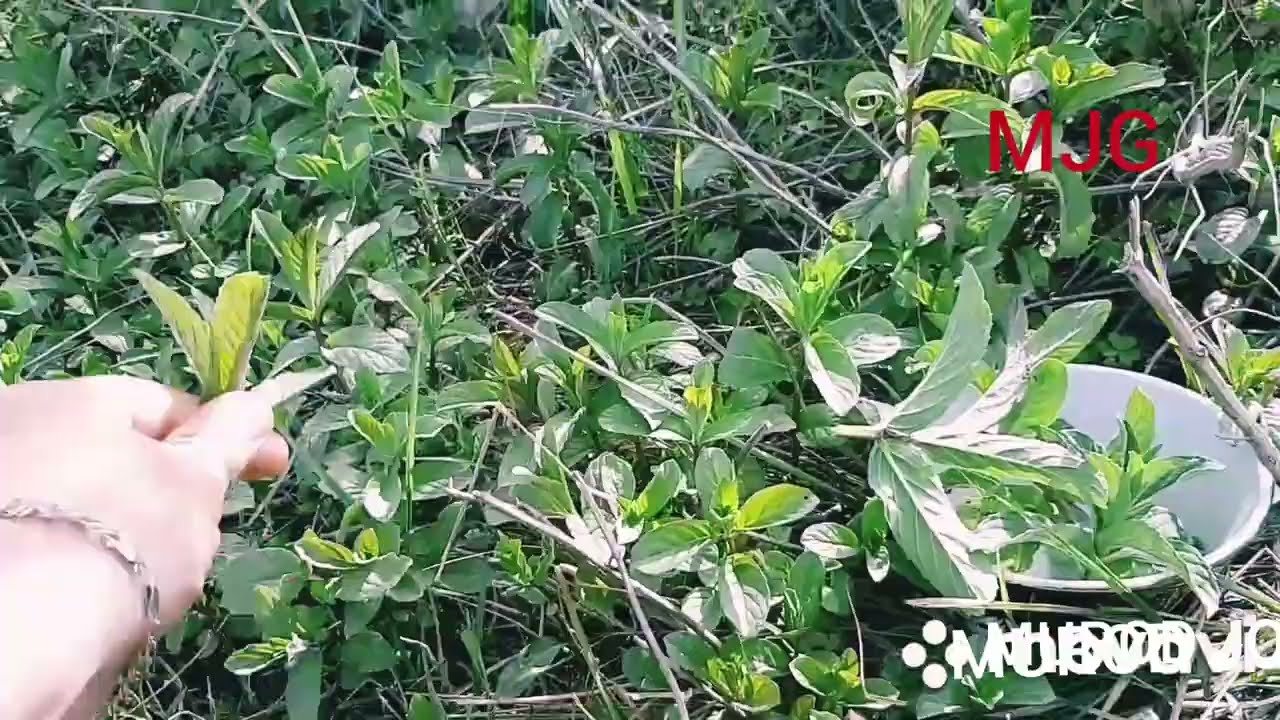 вкуснее чай в мире
