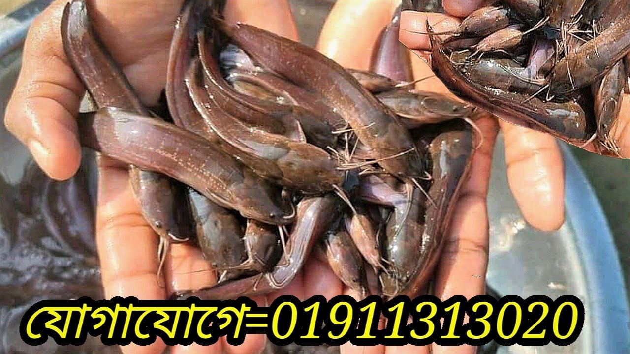 catfish farming 2022