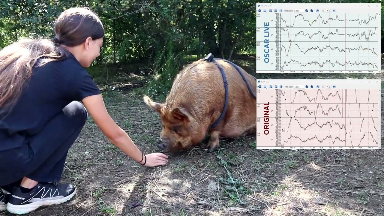 Measuring EEG from a PIG with the UNICORN BCI CORE-8 | sitting down
