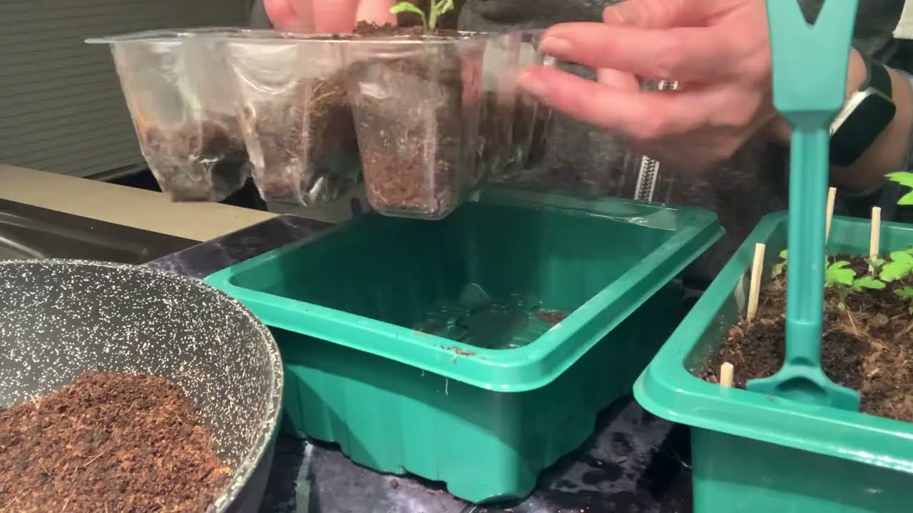 Рисковая пересадка! Спасаем саженец от перелива🌱💧🍅