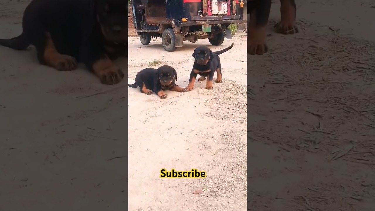 Rottweiler puppies dev Dhankher rottweiler jind #shorts #shortsfeed #shortvideo #trending #viralvid