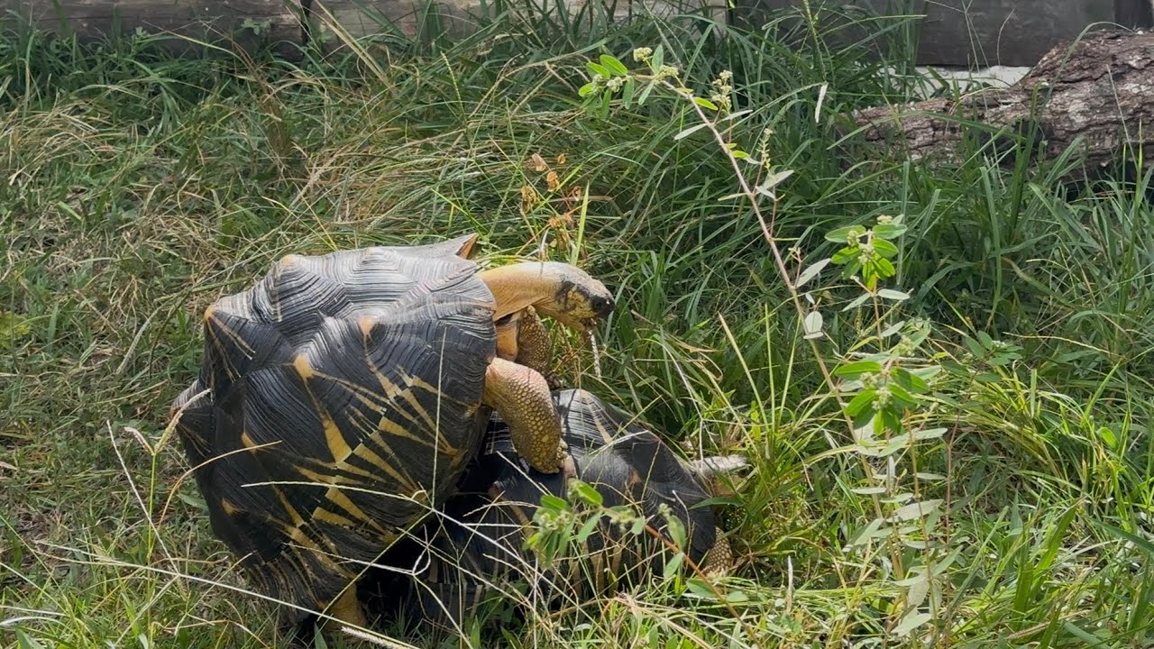 Backyard Animal Update! Radiated Tortoises Breeding?! Habitat changes and more.