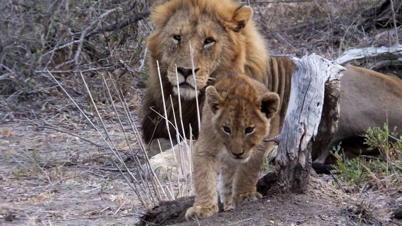Lion cubs playing in South Africa