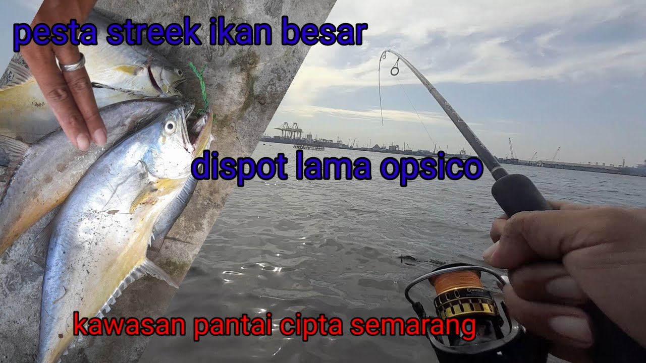 Pesta streek ikan besar  dispot lama kawasan pantai cipta semarang (castjig pingir pantai part 2)