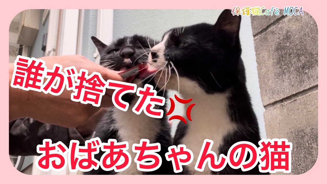 おばあちゃんの猫が捨てられてた💢あの大雪の中も生き抜いて。【保護猫】【捨て猫】