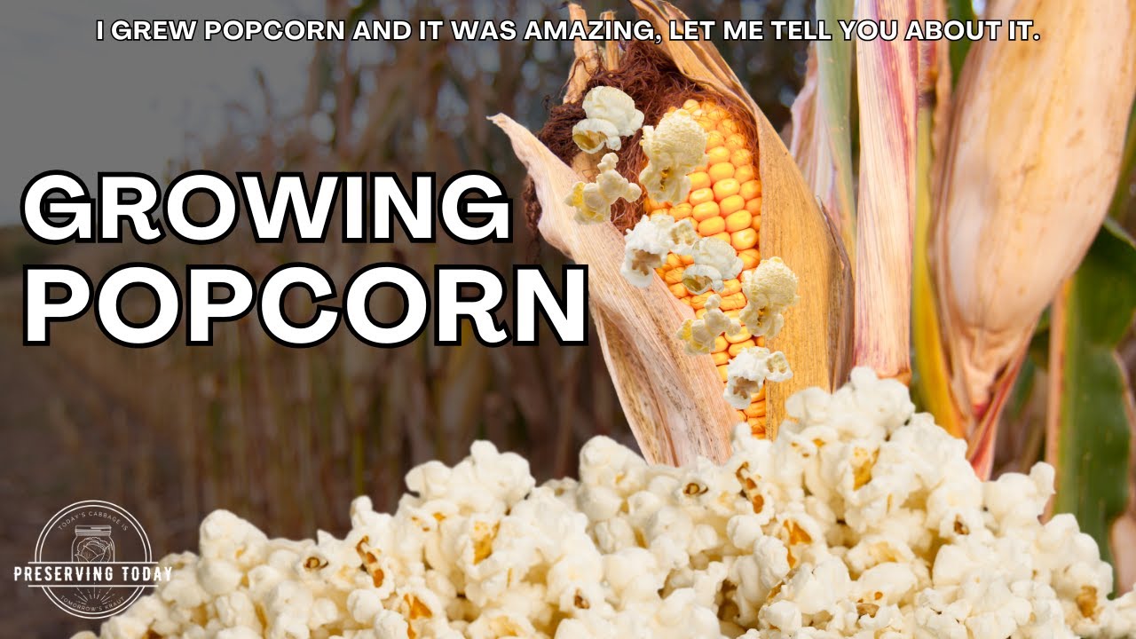 Growing Popcorn