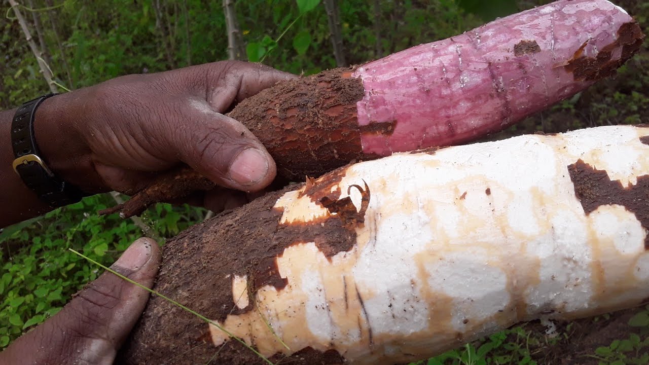 A DIFERENÇA DO AIMPIM (MACAXEIRA) É  DA MANDIOCA ❤🌱