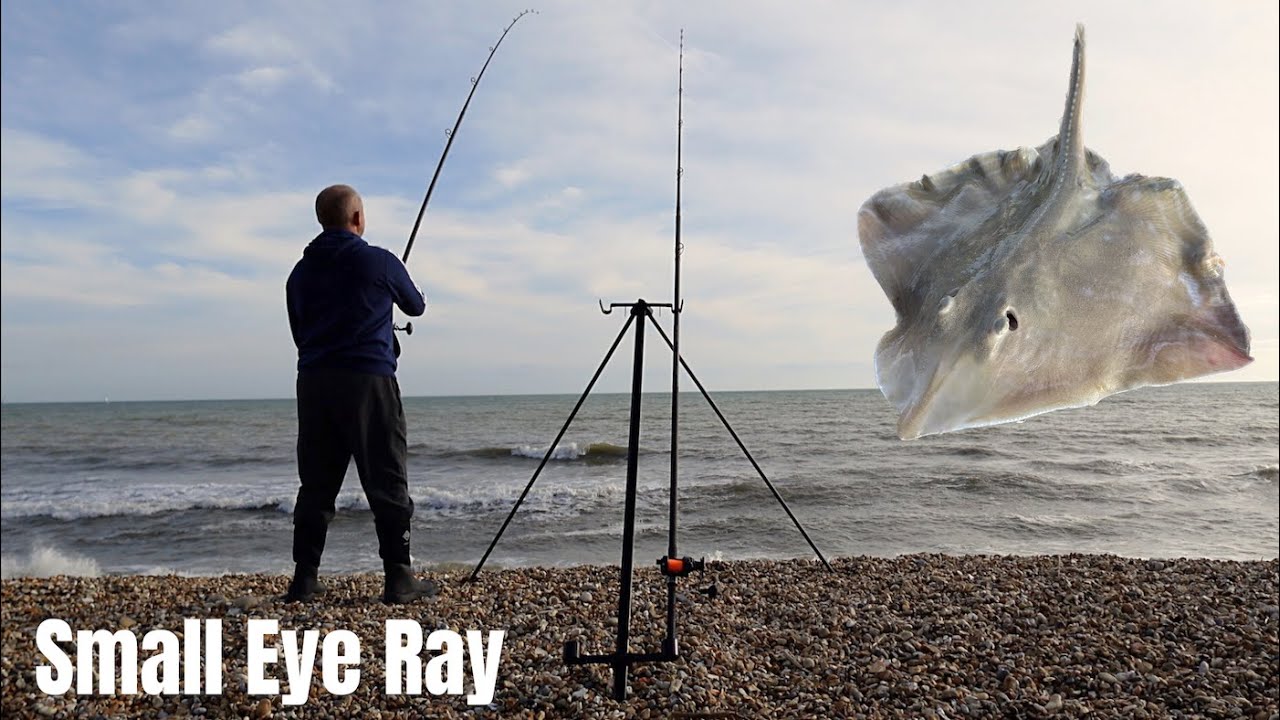 Beach Fishing - Hordle - Small Eye Ray