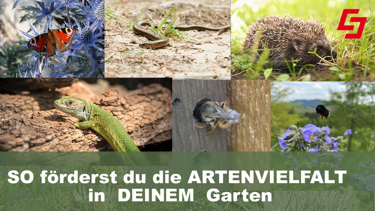 Heimische Tiere im eigenen Garten fördern, Vermehrung von Stauden, Samen ernten, Tischdekoration