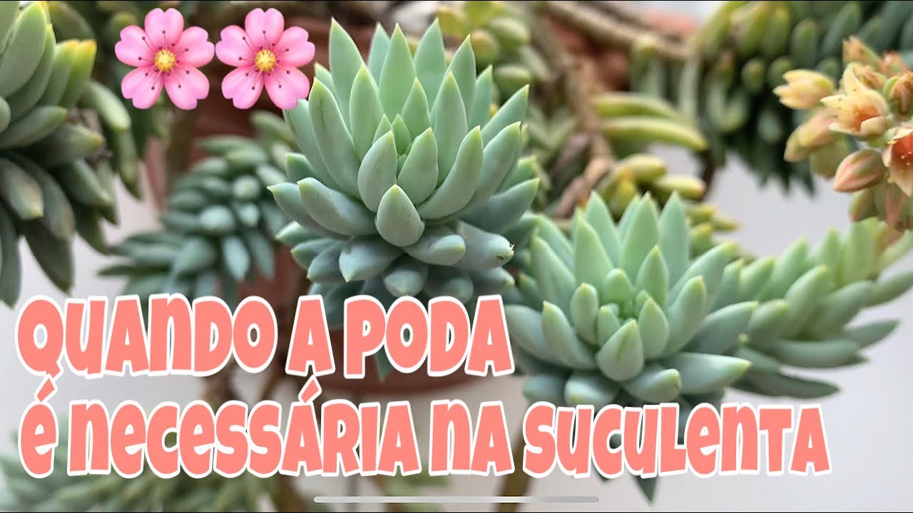 Suculentas - Quando a poda é necessária?