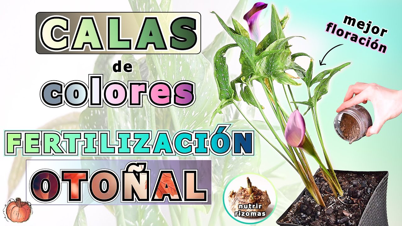 Mejor FLORACIÓN - Fertilización OTOÑAL de CALAS🌷| CUIDADOS en fin de TEMPORADA | #calas #flores