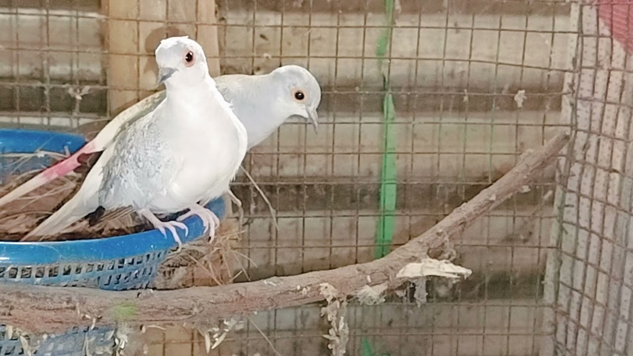ডায়মন্ড ডাভ ঘুঘু পাখির  পালন পদ্ধতি ও নতুন সেটাপ | Diamond Dove Bird Price And care | Grow Lif
