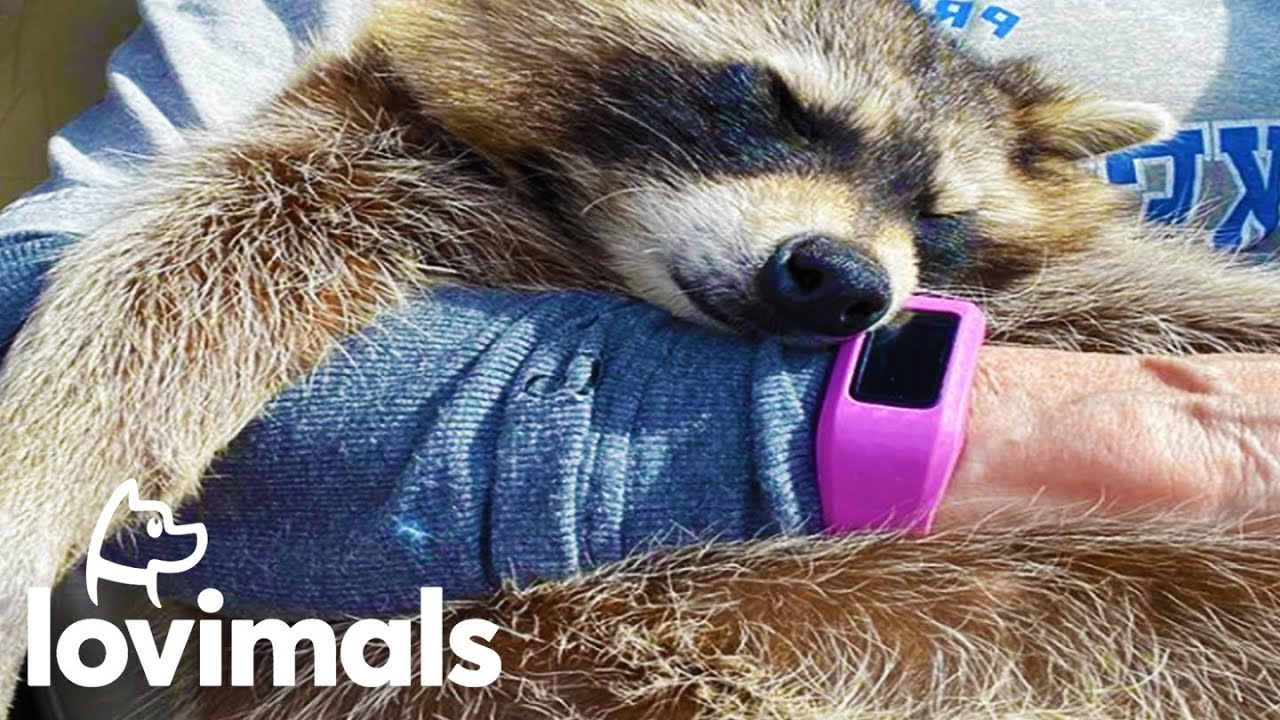 Disabled Raccoon Loves Racing Around In His Wheelchair