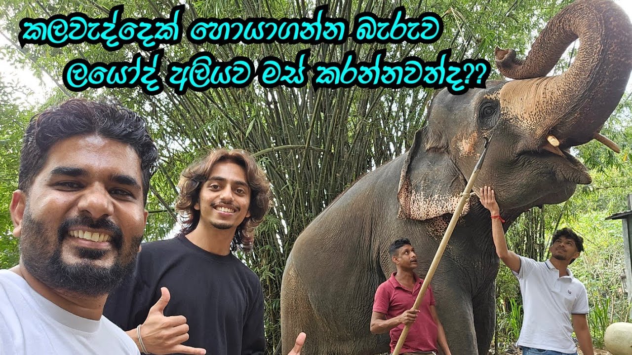 අලියෙක්ට කවලා නාවමු | දළදා මාළිගාවෙ ඇත්ගාල | Ethgala in Dalada Maligawa | Places to Visit in Kandy