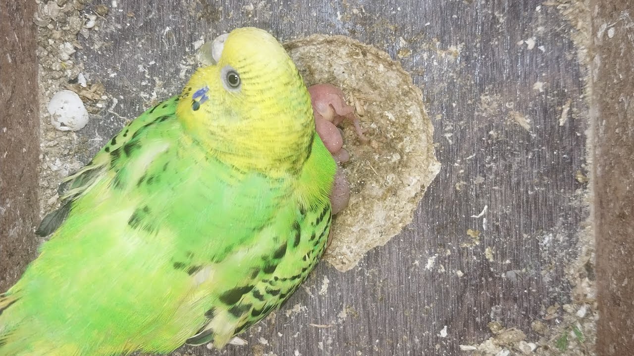 World of Budgie Son Baby 👶 💙 ❤️ 😍 💕 ♥️ 👶 💙 ❤️ 😍 💕 ♥️ 👶