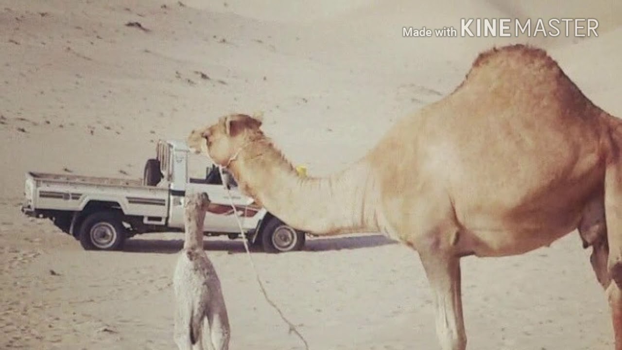 شيلة:المرحوم  ناجي وقزان بعد رحيل بلحارث من بيحان