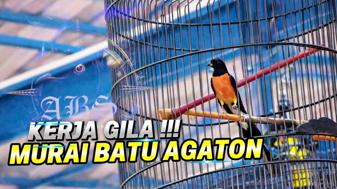 Cara Kerja Murai Batu Agaton | Intimidasi Lawan nya‼️