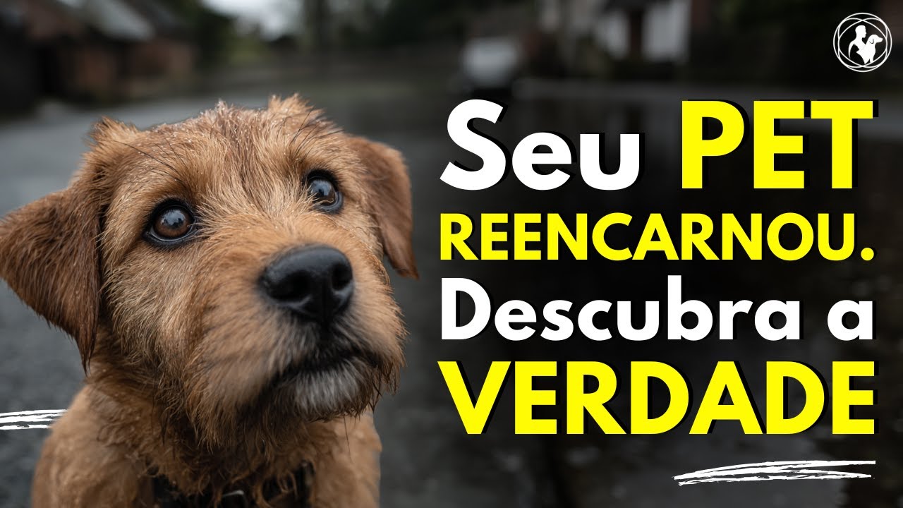 A REENCARNAÇÃO DO SEU PET — Como Sentir a Volta do Seu Amigo Fiel
