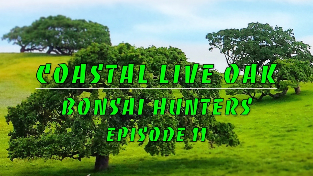 YAMADORI COAST |  Wine County Live Oak