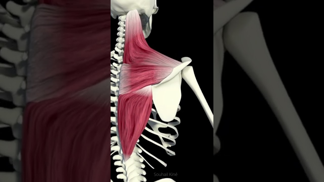 Trapezius muscle