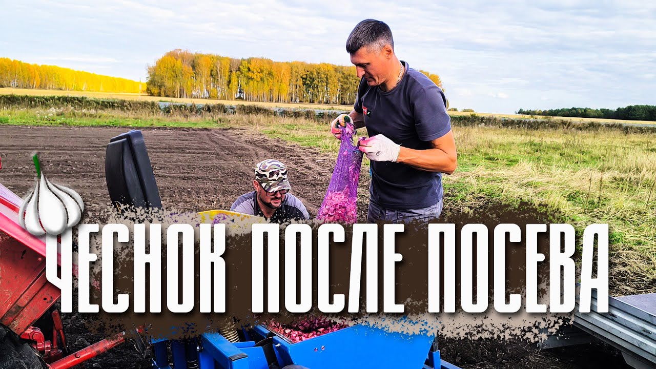 Проверка чеснока после посева | Фермерский рассказ | #чеснок #farming #деревня #сельскоехозяйство