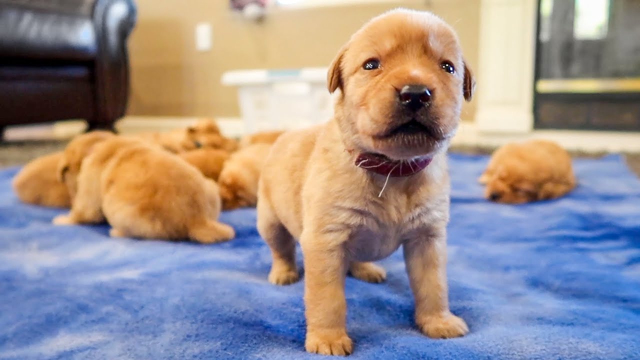 Waking Up With 12 Labrador Puppies!