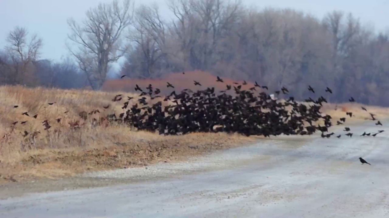 Loess Bluffs Wildlife Refuge February 11, 2017