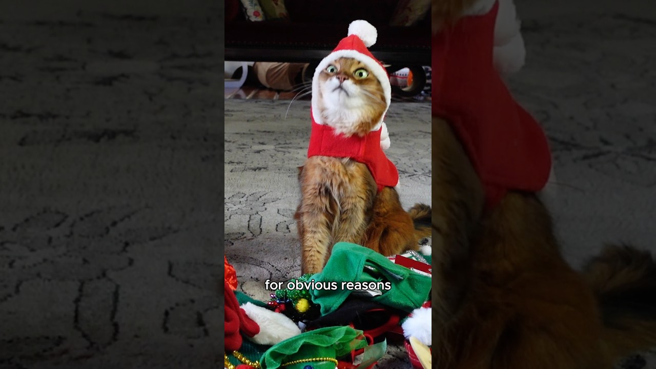 Cat Wore ALL These Holiday Outfits...Except One! 😹