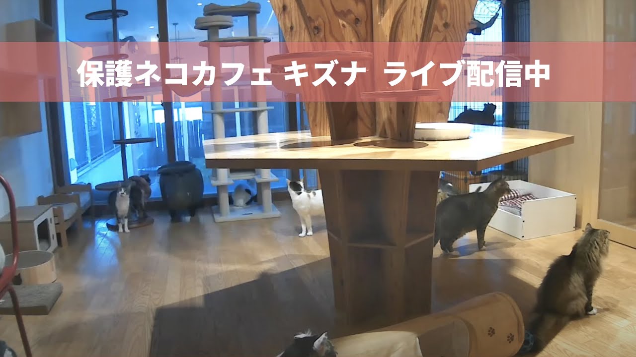保護猫カフェキズナ・ライブ配信 [Protection cats Live Streaming ]