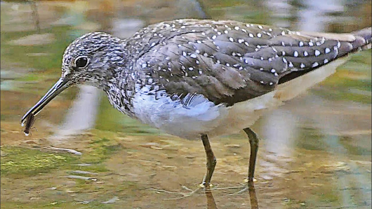 Green sandpiper Call Tringa ochropus Sound Maçarico-bique-bique Canto